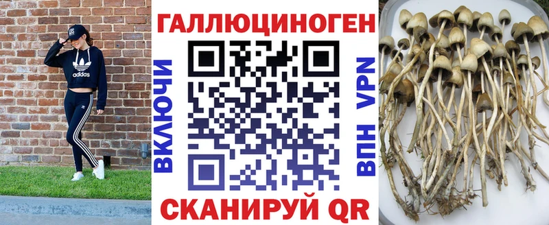 магазин  наркотиков  OMG   Галлюциногенные грибы Psilocybe  Юрьев-Польский 
